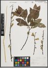 Foto von Salix phylicifolia L.